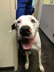 Great Dane Dogs for adoption in Rockwall, TX, USA