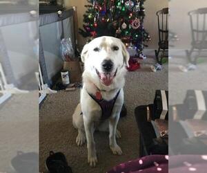 Great Pyrenees Dogs for adoption in Des Moines, IA, USA