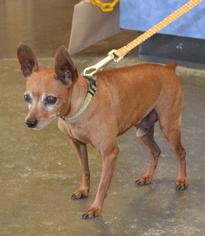 Chipin Dogs for adoption in Rockwall, TX, USA