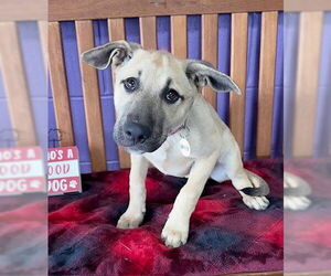 Mutt Dogs for adoption in Genesee, WI, USA