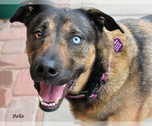 Shepradors Dogs for adoption in Guthrie, OK, USA