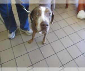 Catahoula Leopard Dog Dogs for adoption in Ocala, FL, USA