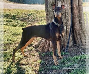 Doberman Pinscher Dogs for adoption in Social Circle, GA, USA