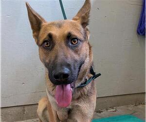 German Shepherd Dog Dogs for adoption in Camarillo, CA, USA