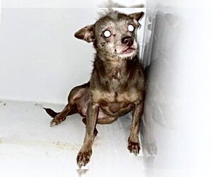 Chihuahua Dogs for adoption in Houston, TX, USA