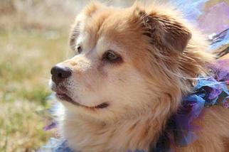 Chipin Dogs for adoption in Beloit, WI, USA