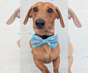 Dachshund Dogs for adoption in Shelbyville, TN, USA