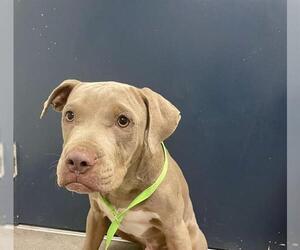 American Pit Bull Terrier Dogs for adoption in HESPERIA, CA, USA