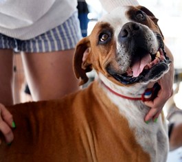 Boxer Dogs for adoption in San Diego, CA, USA