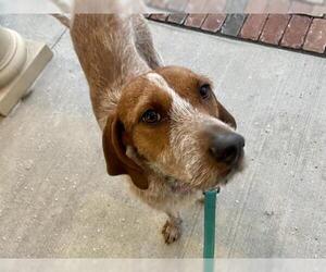 German Wirehaired Pointer-Unknown Mix Dogs for adoption in Bellbrook, OH, USA