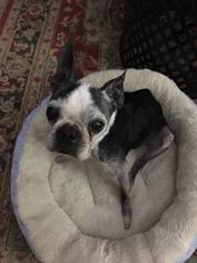 Boston Terrier Dogs for adoption in Derwood, MD, USA