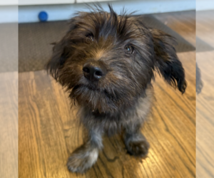 Dachshund-Unknown Mix Dogs for adoption in Brooklyn, NY, USA