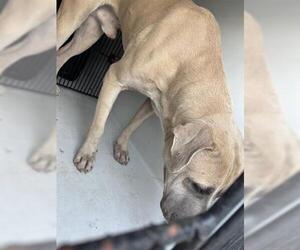 Mutt Dogs for adoption in Houston, TX, USA