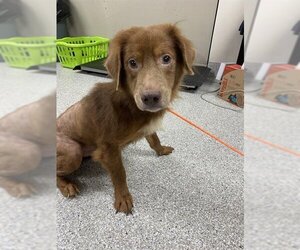 Dachshund Dogs for adoption in Pasadena, TX, USA