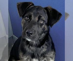 German Shepherd Dog-Unknown Mix Dogs for adoption in Visalia, CA, USA