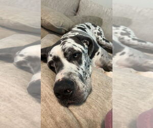 Great Dane Dogs for adoption in Bullard, TX, USA