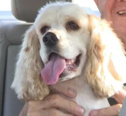 Cocker Spaniel Dogs for adoption in Fort Lauderdale, FL, USA