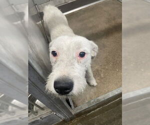 Toy Fox Terrier-Unknown Mix Dogs for adoption in San Bernardino, CA, USA