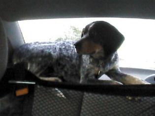 Bluetick Coonhound Dogs for adoption in Livonia, MI, USA