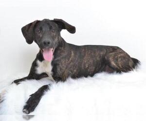 Plott Hound-Unknown Mix Dogs for adoption in Oroville, CA, USA