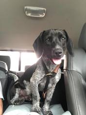 Dachshund Dogs for adoption in Groveland, FL, USA