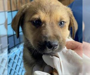 Border Collie Dogs for adoption in San Pablo, CA, USA