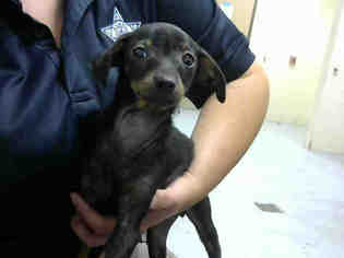 Dachshund Dogs for adoption in Conroe, TX, USA