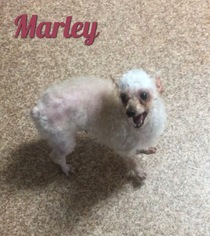 Maltipoo Dogs for adoption in Harrisville, WV, USA