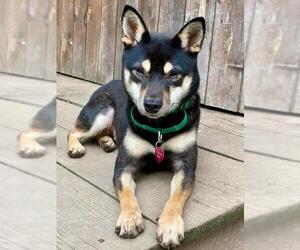 Shiba Inu Dogs for adoption in Buffalo, NY, USA