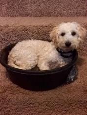 Goldendoodle (Miniature) Dogs for adoption in Diana, TX, USA