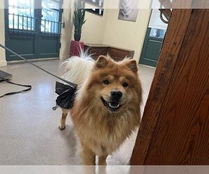 Chow Chow Dogs for adoption in Pasadena, CA, USA