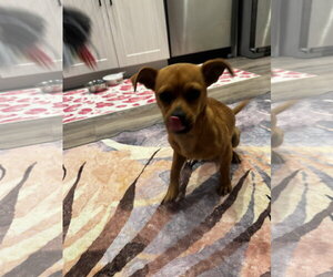 Chihuahua-Unknown Mix Dogs for adoption in Royal Palm Beach, FL, USA