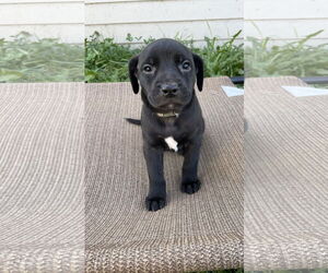 Labrador Retriever-Unknown Mix Dogs for adoption in Duluth, MN, USA