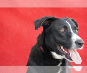 Borador Dogs for adoption in Pasadena, CA, USA