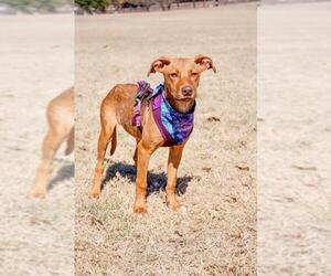 Black and Tan Coonhound-Labrador Retriever-Labrador Retriever Mix Dogs for adoption in Arlington, TX, USA