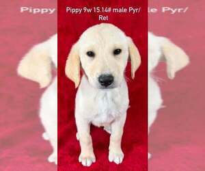 Great Pyrenees-Retriever  Mix Dogs for adoption in Brewster, NY, USA