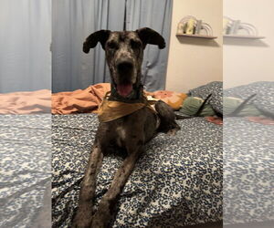 Great Dane Dogs for adoption in El Centro, CA, USA