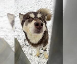 Alaskan Malamute Dogs for adoption in Center Township, PA, USA