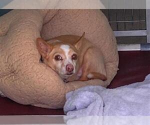Chihuahua Dogs for adoption in San Clemente, CA, USA