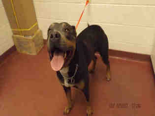 Rottweiler-American Pit Bull Terrier Dogs for adoption in Murfreesboro, TN, USA