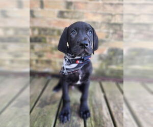 Golden Retriever-Great Dane Mix Dogs for adoption in New London, WI, USA