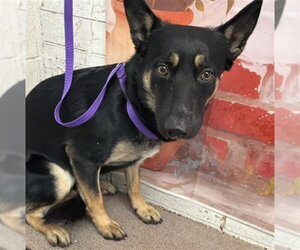 German Shepherd Dog-Unknown Mix Dogs for adoption in San Bernardino, CA, USA
