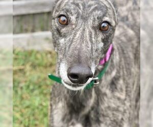 Greyhound Dogs for adoption in Grandville, MI, USA