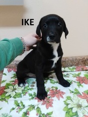 Medium Photo #1 American Pit Bull Terrier-Labrador Retriever Mix Puppy For Sale in Mountain View, AR, USA
