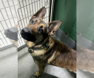 German Shepherd Dog Dogs for adoption in Forestville, MD, USA