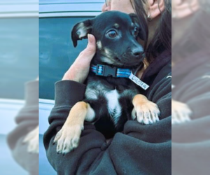 Medium Photo #1 Chiweenie Puppy For Sale in Mt. Laurel, NJ, USA