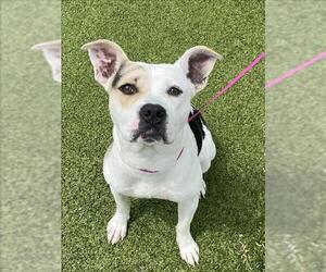 American Pit Bull Terrier-Unknown Mix Dogs for adoption in Fayetteville, NC, USA