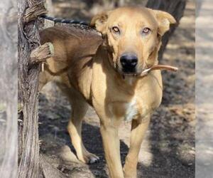 - Mix Dogs for adoption in Denison, TX, USA