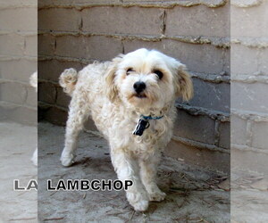 Shih-Poo Dogs for adoption in Lindsay, CA, USA