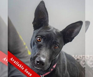 German Shepherd Dog-Unknown Mix Dogs for adoption in Huntley, IL, USA